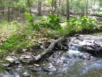 Dayspring_wetlands